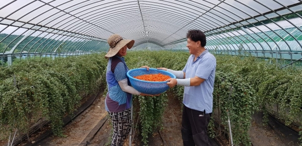 구기자의 고장 청양군에서 여름구기자 수확이 한창이다. 재배농가들은 한낮 폭염을 피해 아침저녁으로 산림청 지리적표시제 제11호이면서 5년 연속 국가 브랜드 대상에 빛나는 청양구기자 수확에 구슬땀을 흘리고 있다.