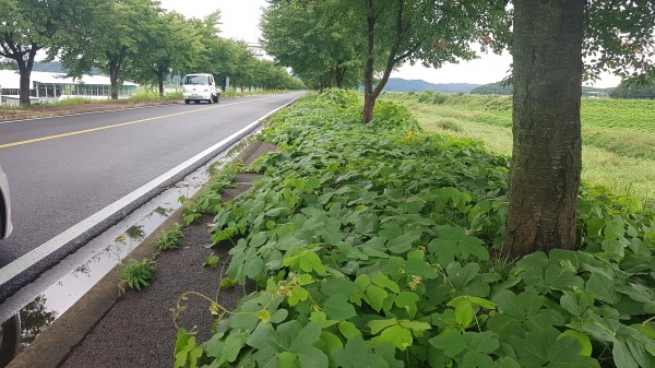 칡넝쿨로 점령당한 인도 ( 이곳은 청남면 청소리~왕진교로 이어지는 도로)