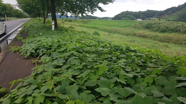 칡넝쿨로 점령당한 인도 ( 이곳은 청남면 청소리~왕진교로 이어지는 도로)