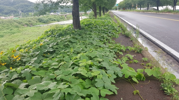 칡넝쿨로 점령당한 인도 ( 이곳은 청남면 청소리~왕진교로 이어지는 도로)