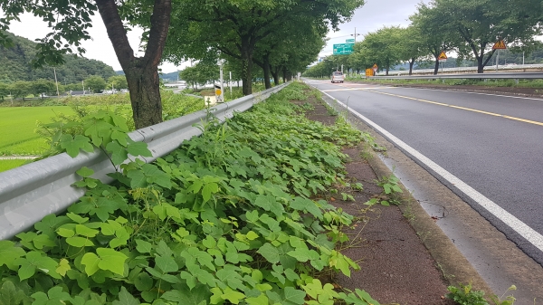 칡넝쿨로 점령당한 인도 ( 이곳은 청남면 청소리~왕진교로 이어지는 도로)