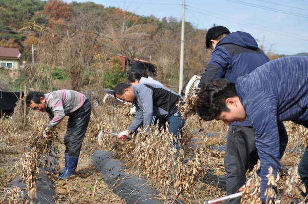 21일 청양군 비봉면 강정리 박태수 씨 농가에서 충남도립대학교 교직원들이 콩 수확 작업 등 봉사활동을 펼치고 있다.