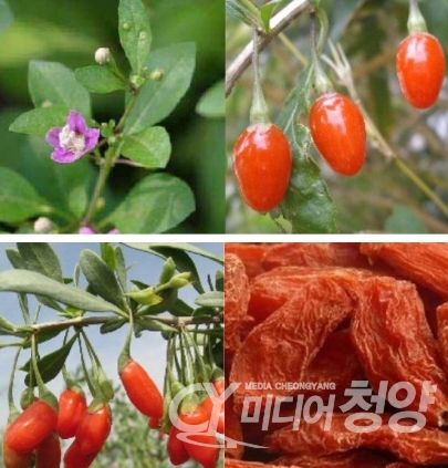 청양군이 군민 주 소득원인 구기자 산업 발전을 위해 대치면 탄정리 청양먹거리종합타운 인근에 청양 구기자 산지유통센터를 건립하기로 했다.<br>