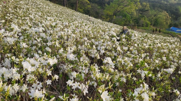 우산 산림조경 숲에 조성된 철쭉꽃이 만개해 장관을 이루고 있는 가운데 봄철 관광명소로 발돋움하고 있다.<br>